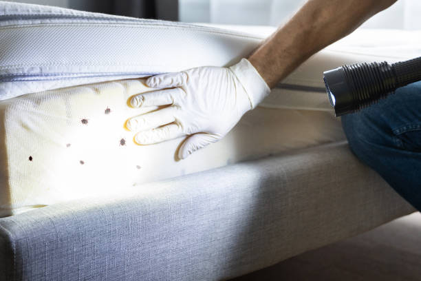 Best Local Pest Control Services  in Minonk, IL